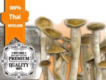 100% MYCELIUM XL Thai| Paddo Growkit 2100cc